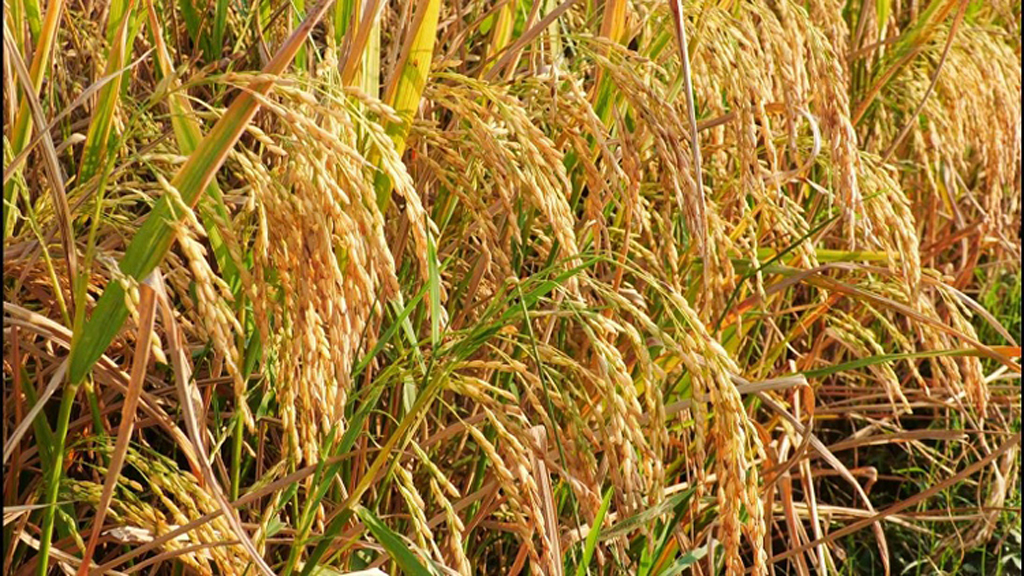 আমন ও আমদানিতে চালের বাজারে স্বস্তির আভাস