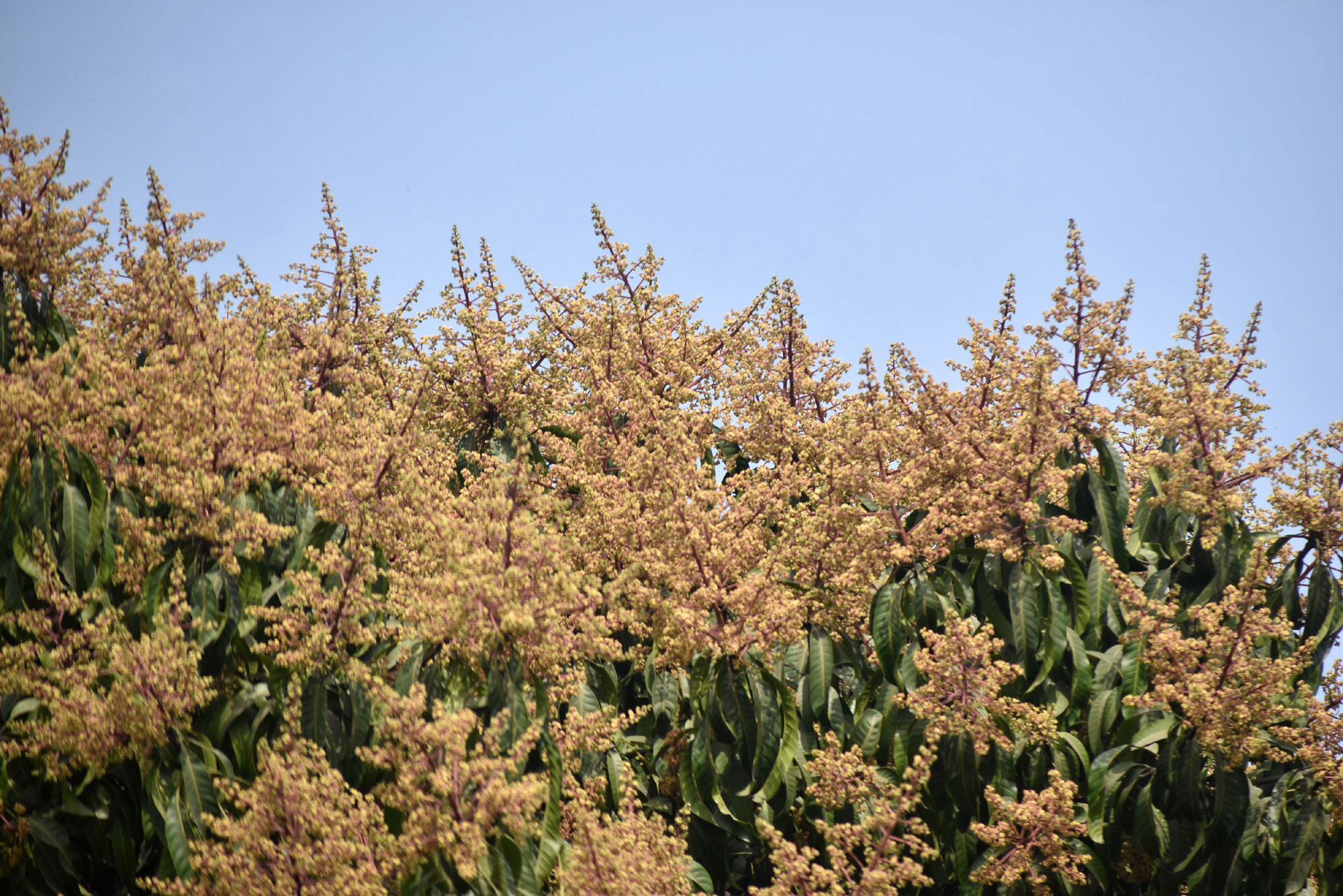 শীতকাল বিদায়ের পালা, প্রকৃতিতে এখনই বসন্তের আমেজ