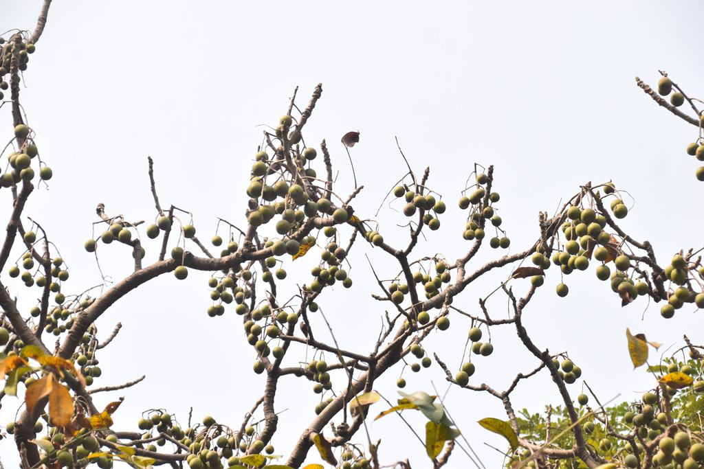 বাংলাদেশের অন্যতম পুষ্টিকর দেশি ফল আমড়া। শীতে পাতা ঝরে শুধু আমড়াগুলোই ঝুলছে গাছে। কেন্দ্রীয় কারাগার, রাজশাহী, ৬ ফেব্রুয়ারি ২০২৫। ছবি: মিলন শেখ