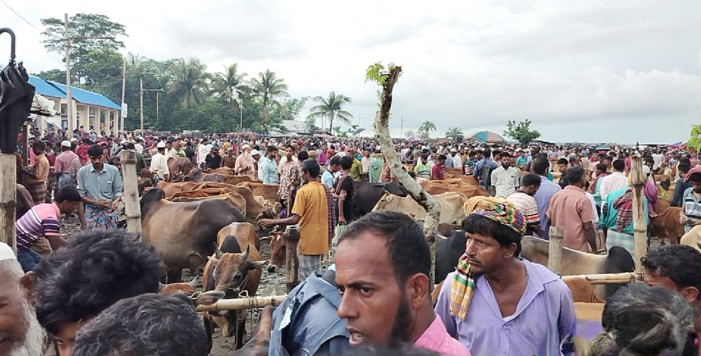 আমতলীতে কোরবানির পশু আমদানি বেশি, সড়কে চাঁদার ভয়ে বিপাকে ব্যবসায়ীরা