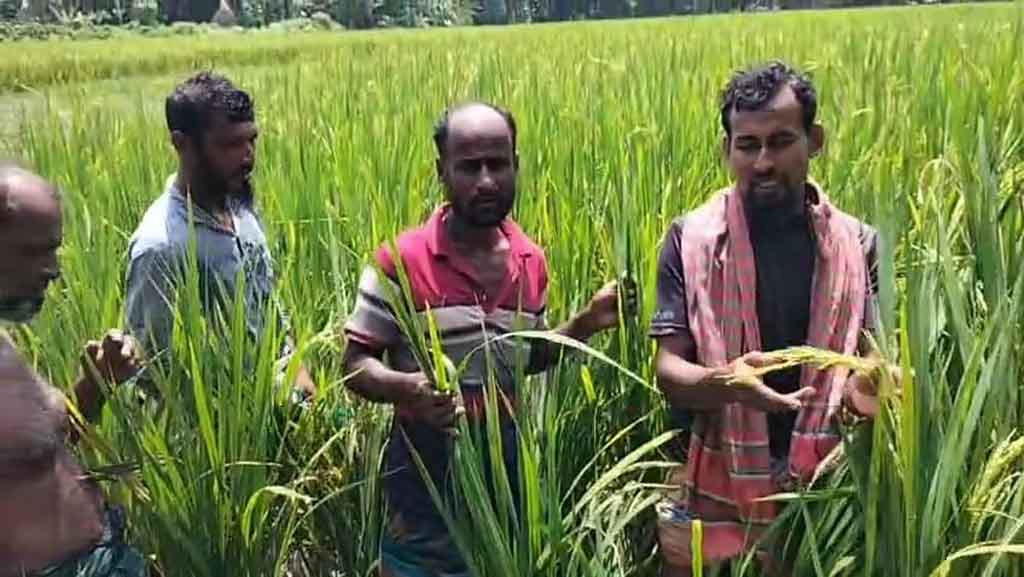 ব্রি-৯৮ ধান চাষ করে বিপাকে আমতলীর দুই শতাধিক কৃষক