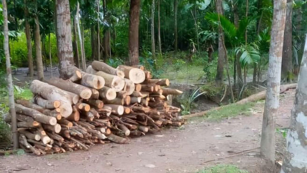 কমিটির অনুমোদন ছাড়া মাদ্রাসার গাছ বিক্রির অভিযোগ সুপারের বিরুদ্ধে