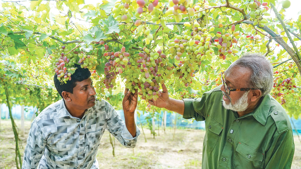 বাণিজ্যিকভাবে আঙুর চাষে সফল আশরাফুল