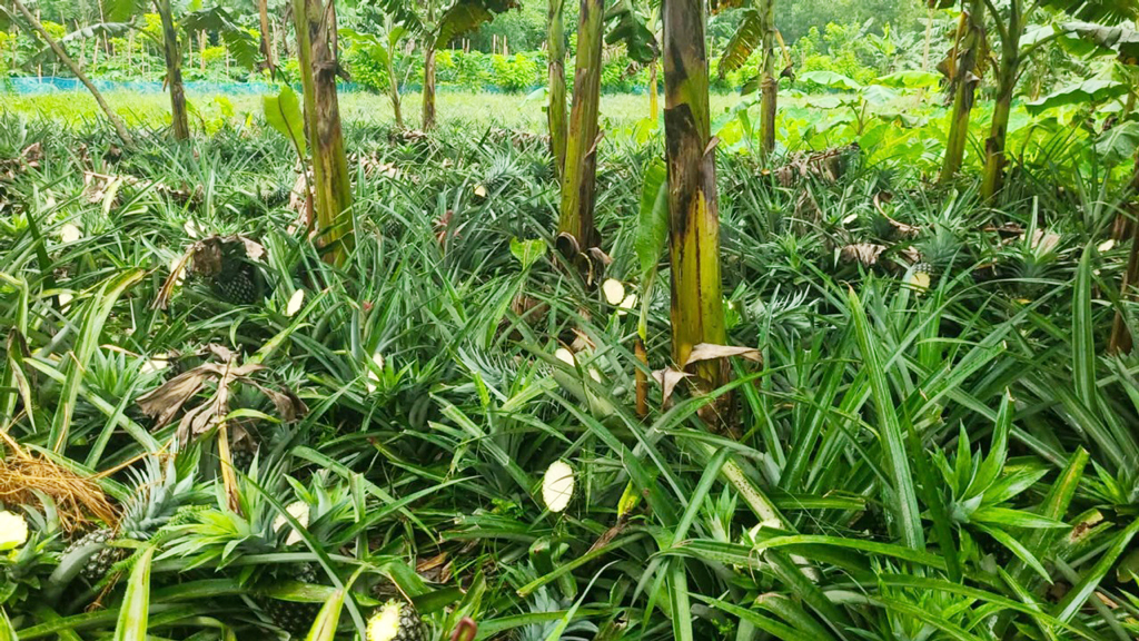 জামাতার বিরুদ্ধে শ্বশুরের আনারসবাগান কেটে ফেলার অভিযোগ