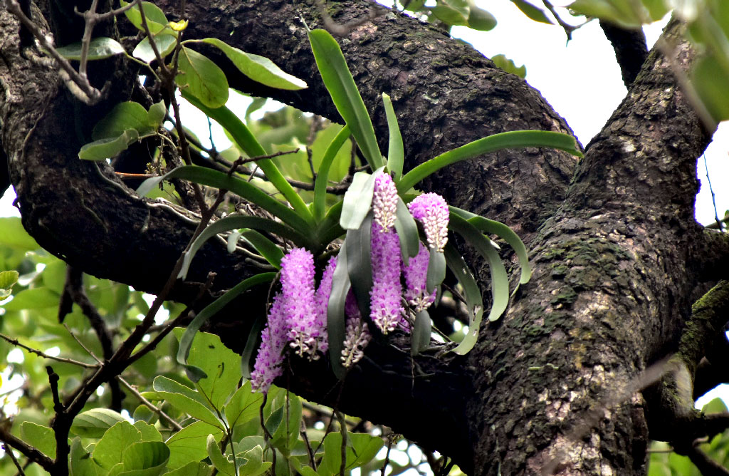 দিনের ছবি (২৭ মে, ২০২৫)