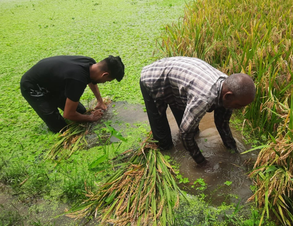 অতিবৃষ্টিতে কুড়িগ্রামে বোরো ধানে বিপর্যয়, লোকসানের শঙ্কায় কৃষক
