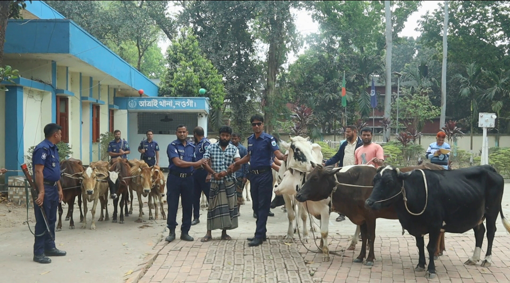 আত্রাইয়ে চুরি হওয়া ১৩ গরু মিলল বিএনপি নেতার গোয়ালঘরে