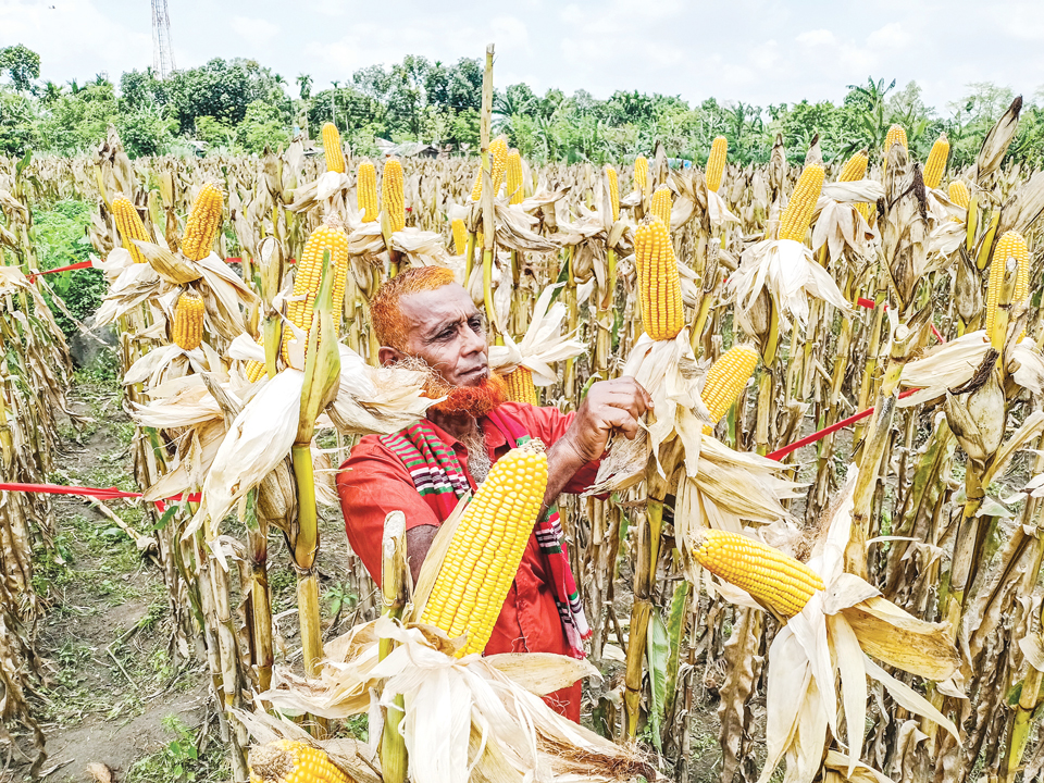 হাইব্রিড ভুট্টার সাফল্যে চাঙা, ঠাকুরগাঁওয়ের কৃষি অর্থনীতি