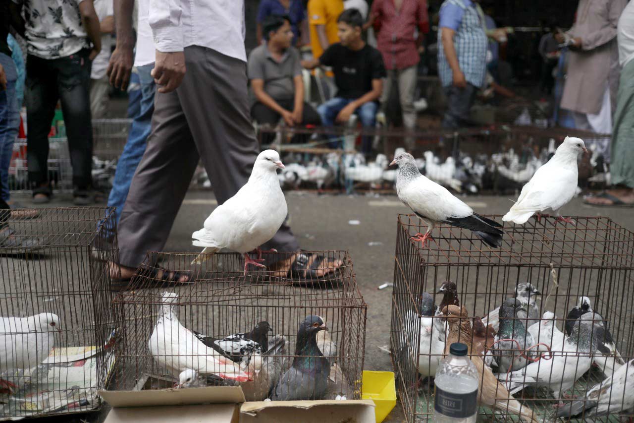 কাপ্তান বাজারে সারি সারি কবুতরের খাঁচা। ছবি: সৈয়দ মাহামুদুর রহমান