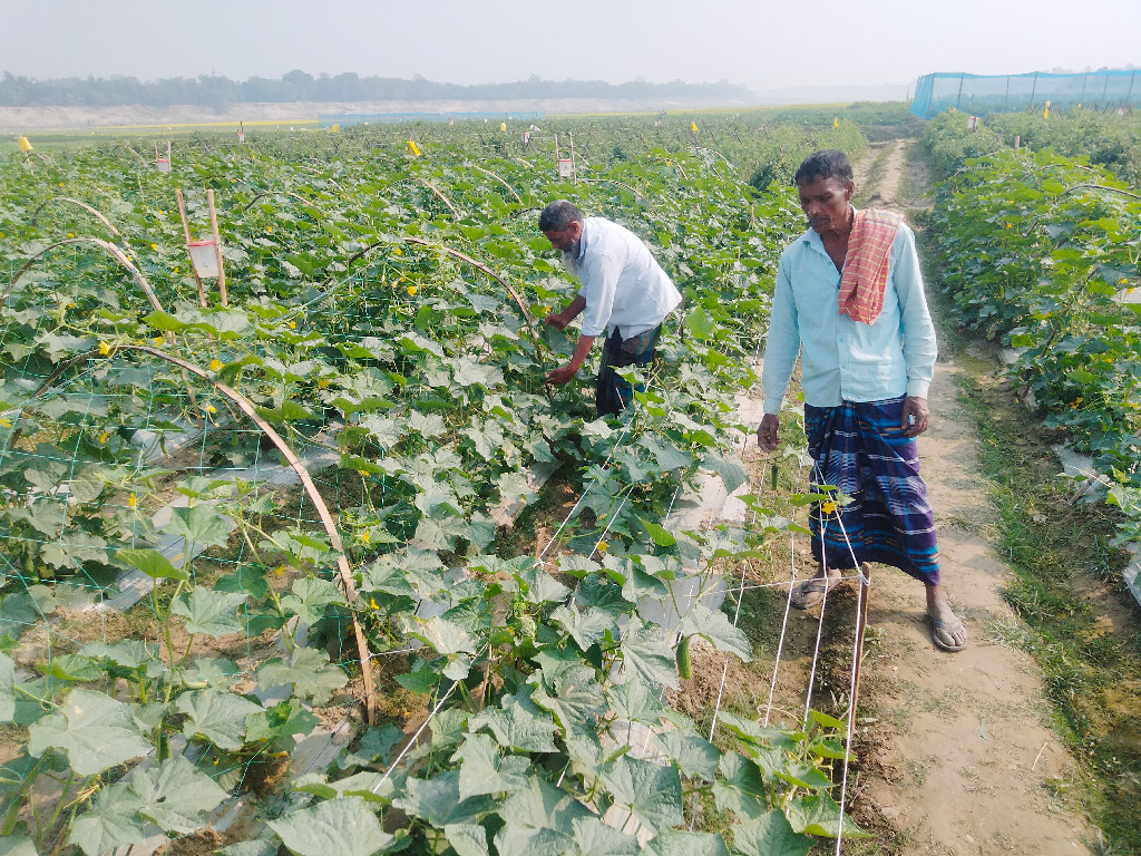 গোমস্তাপুরে আইপিএম পদ্ধতিতে বিষমুক্ত নিরাপদ সবজি উৎপাদন করা হচ্ছে। বোয়ালিয়া, গোমস্তাপুর, চাঁপাইনবাবগঞ্জ, ২৩ ডিসেম্বর ২০২২। ছবি: আল মামুন বিশ্বাস
