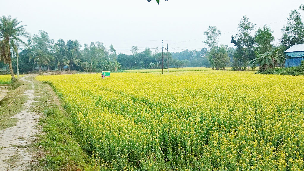 হলুদে ছেয়ে গেছে মাঠ