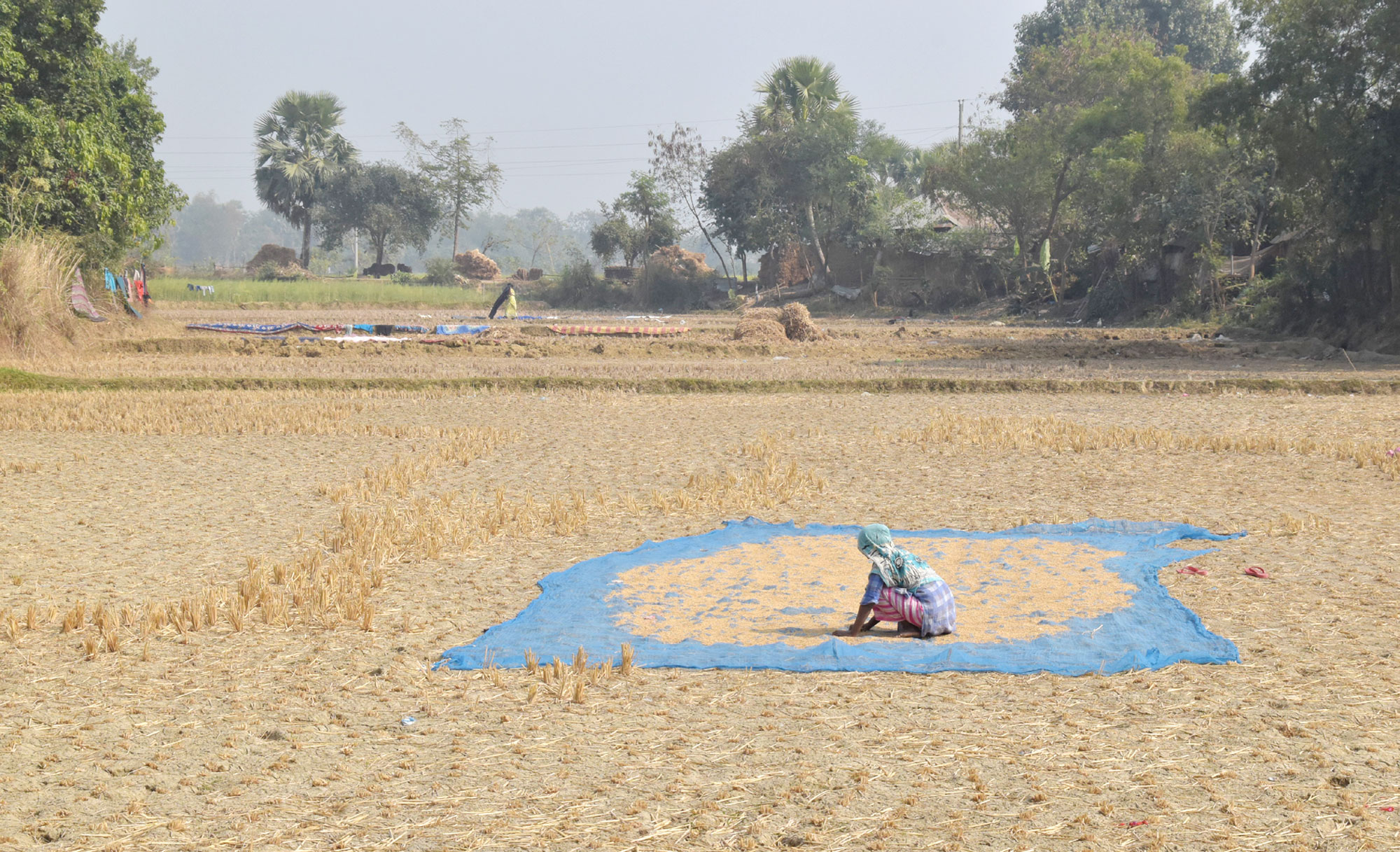 বরেন্দ্র অঞ্চলে মাঠে নেট জালের উপড়ে ধান শুকানো কাজে ব্যস্ত সময় পার করছেন কৃষাণী। দেওপাড়া, গোদাগাড়ী, রাজশাহী, ২৫ ডিসেম্বর ২০২২। ছবি: মিলন শেখ