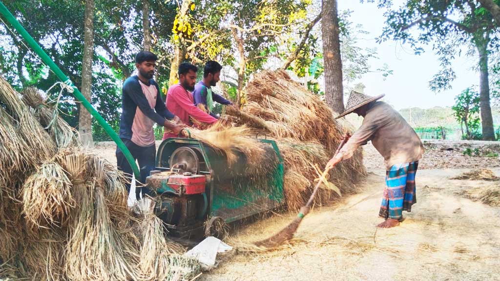 যশোরে লোডশেডিং বেশি গ্রামে, ধানমাড়াই নিয়ে বিপাকে কৃষক 