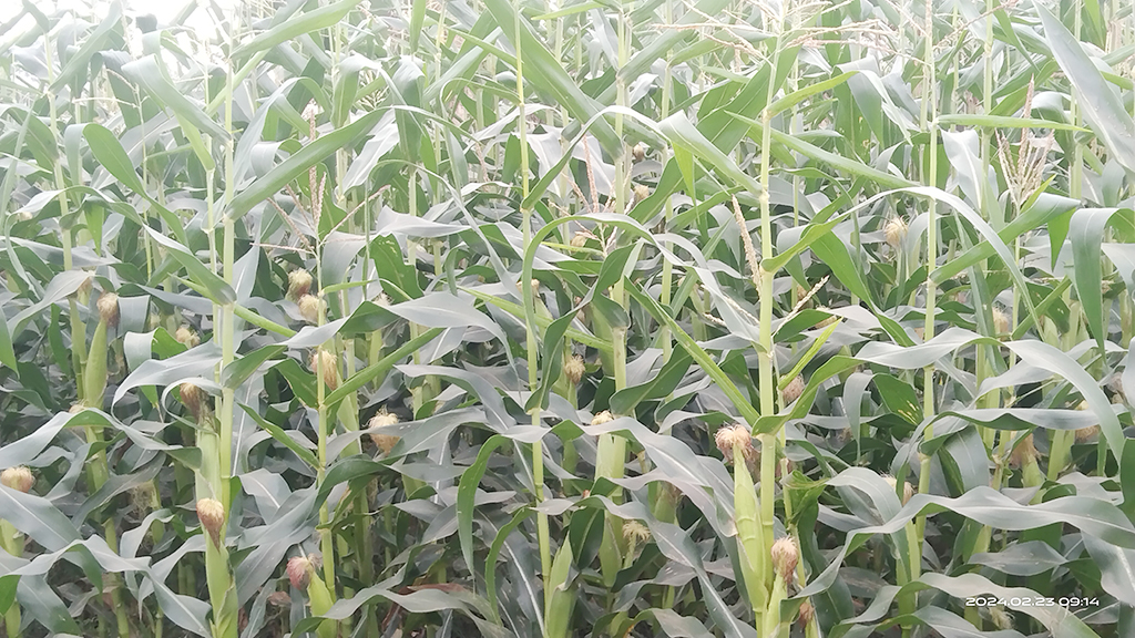 দিন দিন ভুট্টা চাষে আগ্রহ বাড়ছে চাষির। গাছে গাছে বের হয়েছে ভুট্টার মোচা। পাটকেলঘাটার আমতলাডাঙ্গা মাঠ, সাতক্ষীরা, ২৭ ফেব্রুয়ারি ২০২৪। ছবি: মুজিবুর রহমান
