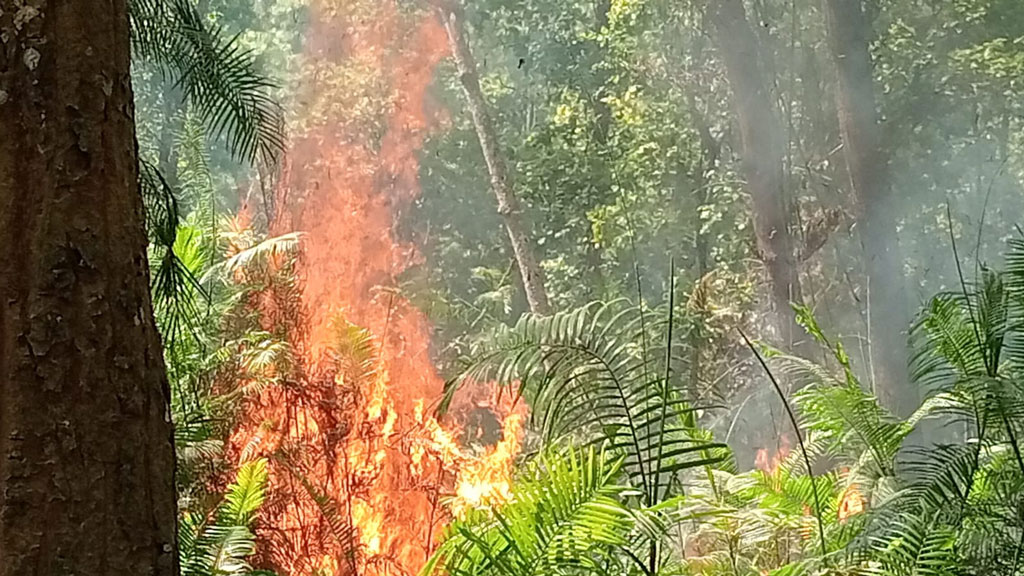 নবাবগঞ্জ জাতীয় উদ্যানে আগুন, পুড়েছে বেতের ঝাড়সহ ৪টি শালগাছ 