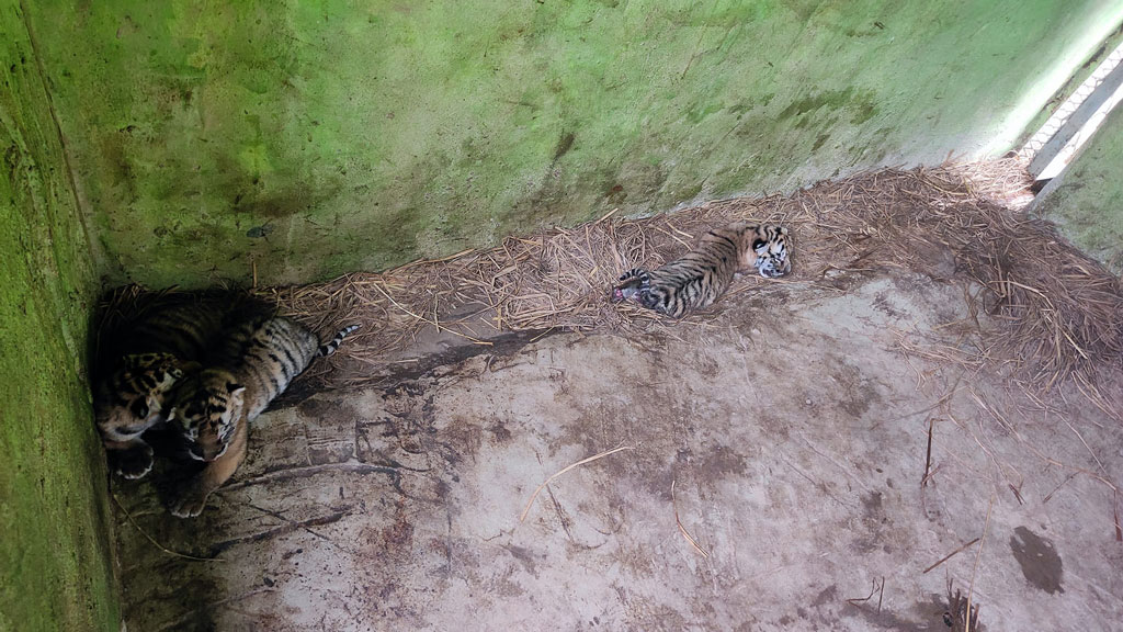 চট্টগ্রাম চিড়িয়াখানায় জয়া ও জো বাইডেন জুটির ৩ শাবক