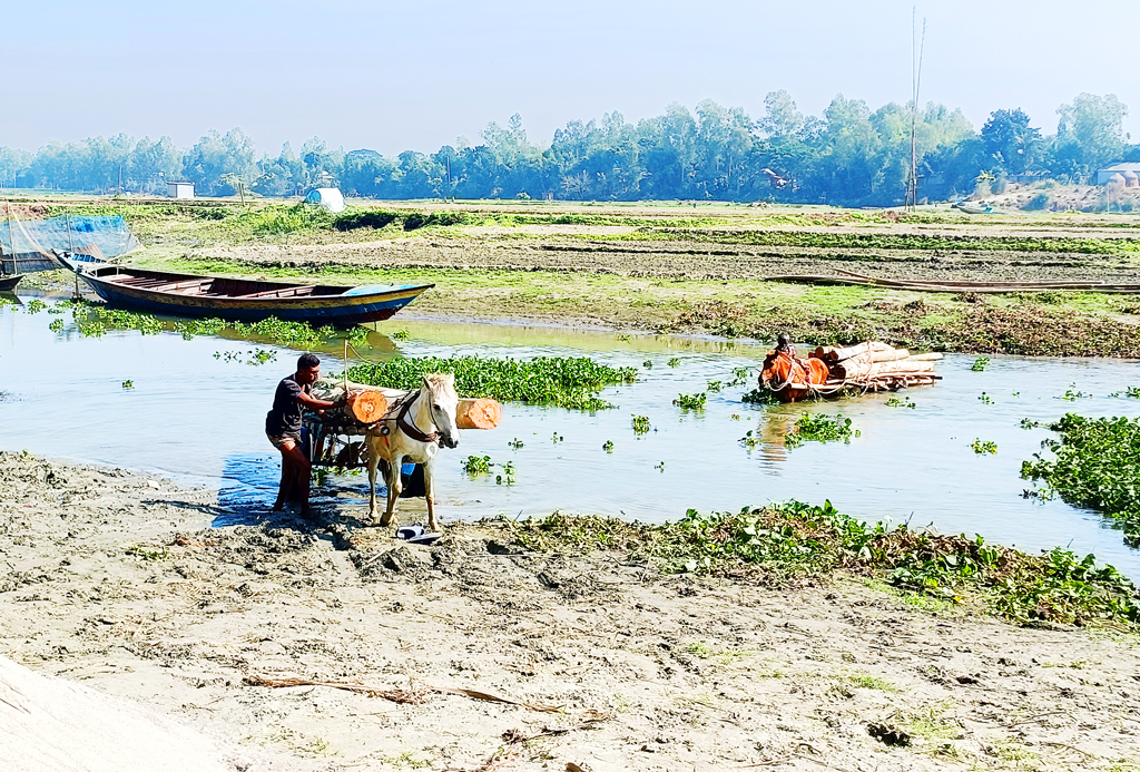 কালীগঙ্গা নদীর বালিয়াবাঁধা ঘাটে বর্ষাকালে বড় নৌকায় পারাপার হয় মানুষ-যানবাহন। এখন নদীতে হাঁটু পানি। গাছের গুড়ি বোঝাই ঘোড়ার গাড়ি অনায়াসেই পাড় হচ্ছে নদী। ঘিওর উপজেলালার সিংজুরী ইউনিয়নের বালিয়াবাঁধা এলাকা, মানিকগঞ্জ, ৭ ডিসেম্বর ২০২৩। ছবি: আব্দুর রাজ্জাক 