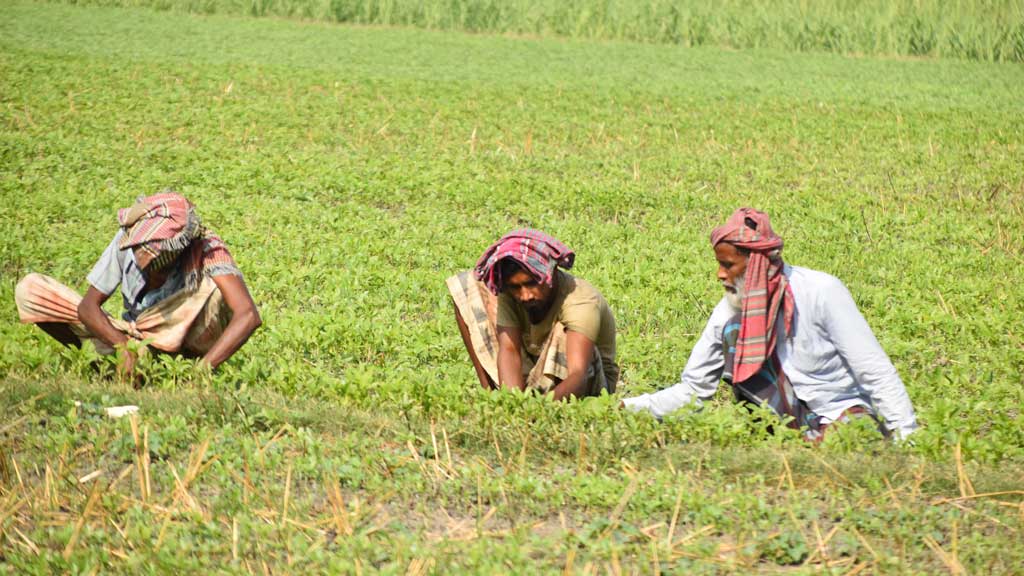 বরেন্দ্র অঞ্চলে এবার পাটের চাষ ভালো হয়েছে। গ্রীষ্মের খরতাপের মধ্যে পাটের জমিতে পরিচর্চা করছেন কৃষকেরা। ছবিটি পুঠিয়া উপজেলা বেলপুকুর ইউনিয়ন ভড়ুয়াপাড়ার বিল থেকে তোলা। ছবি: মিলন শেখ