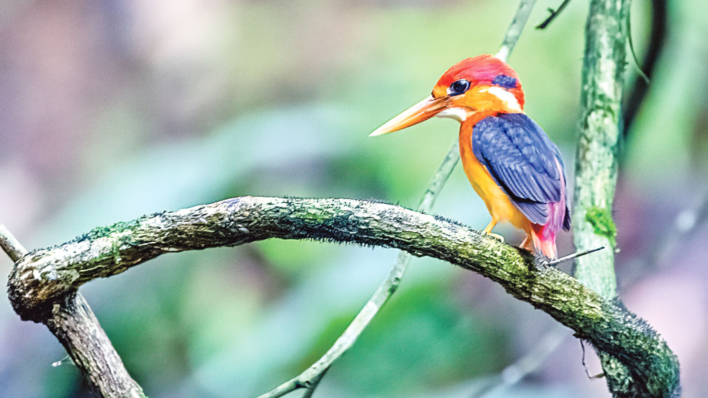 বেগুনি লেজের উদয়ী বামনরাঙা