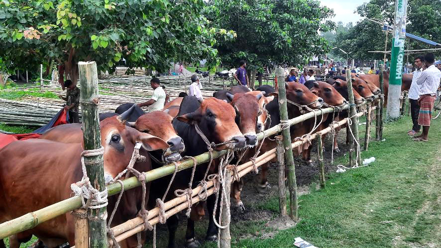 বগুড়ায় পশুর হাটে ক্রেতা বিক্রেতা কেউ খুশি নন