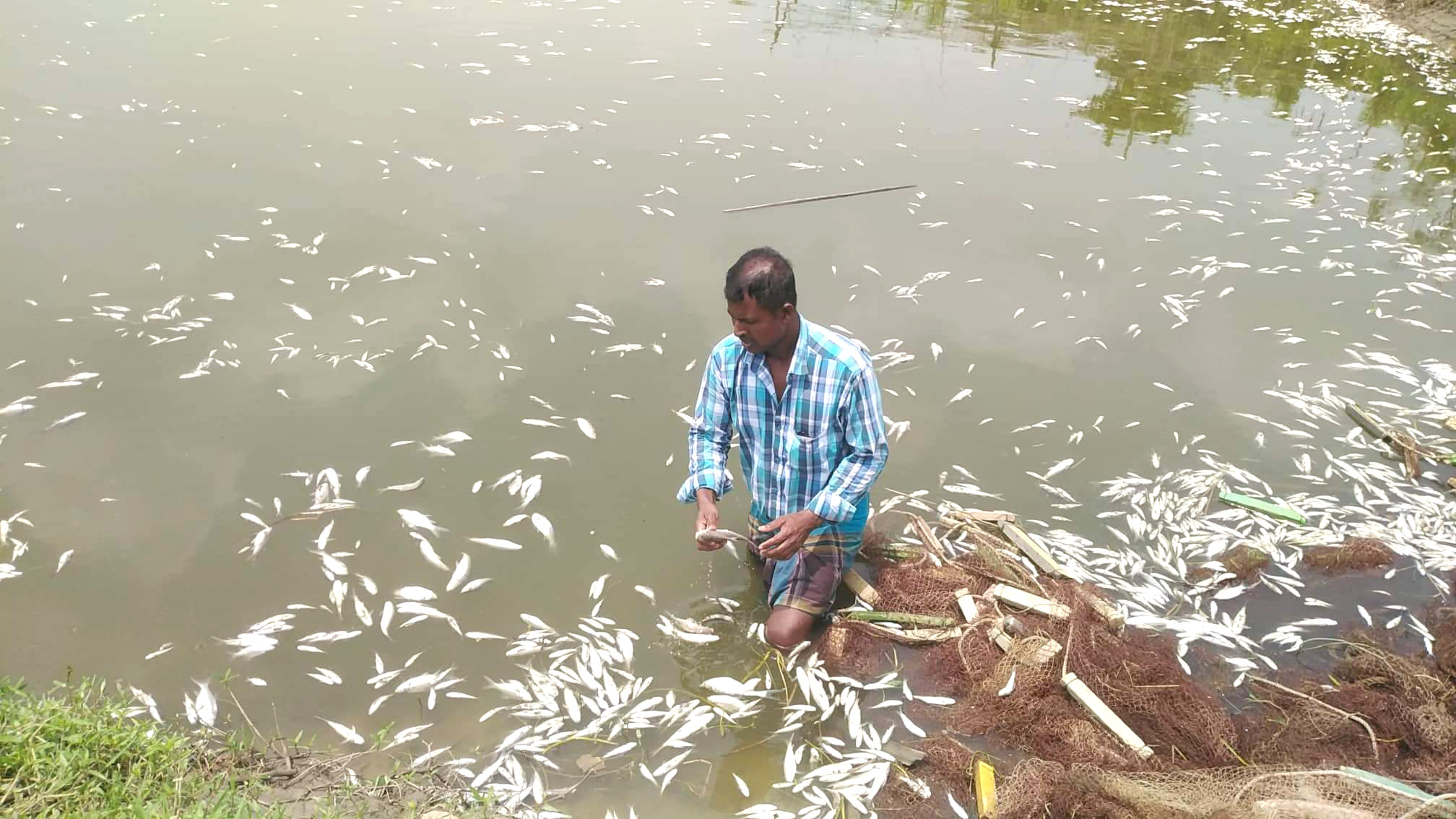 শত্রুতার বিষে পুকুরে  মরে ভেসে উঠল মাছ