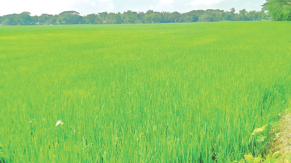 আমনের  ভালো ফলনের আশা