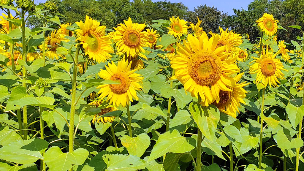 কসবায় বাড়ছে সূর্যমুখী ফুলের চাষ