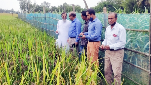 প্রথমবারের মতো শ্রীবরদীতে ‘ব্ল্যাক রাইস’ চাষ