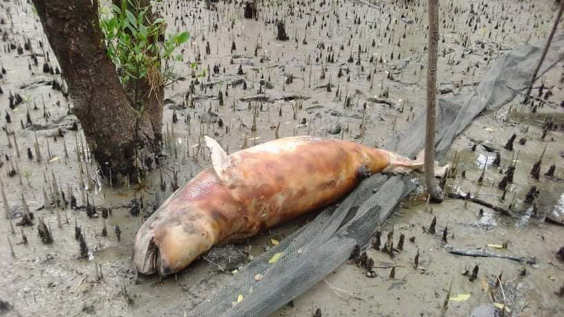 সীতাকুণ্ডের সাগর উপকূল থেকে মৃত ডলফিন উদ্ধার