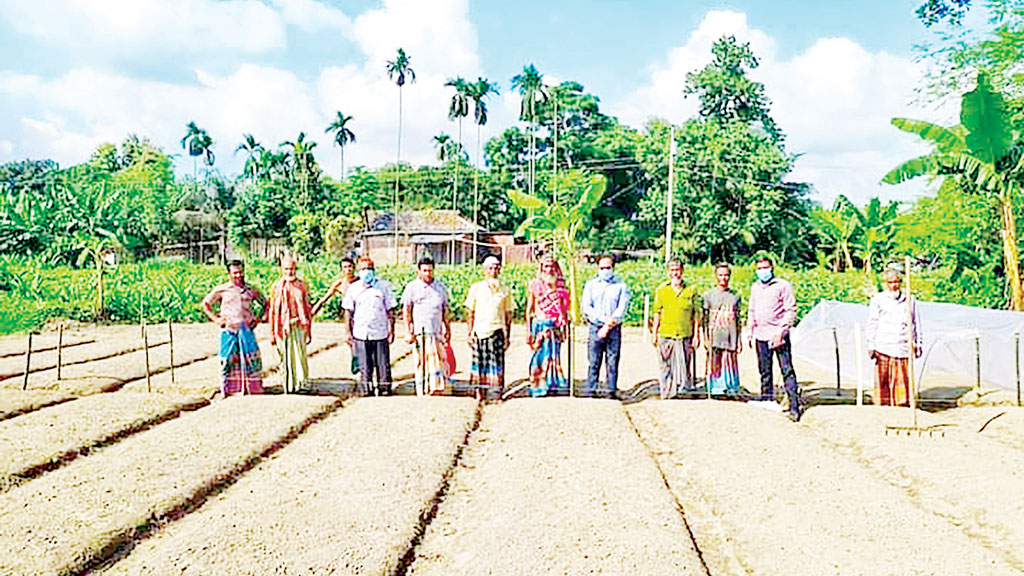 গ্রীষ্মকালীন পেঁয়াজ চাষ শুরু