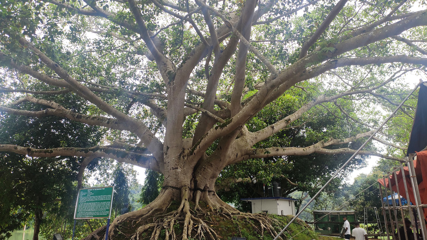 আজও দাঁড়িয়ে ৮১ বছর বয়সী বটবৃক্ষ