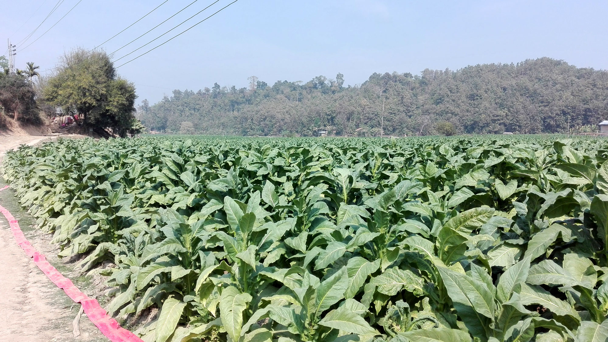 জুরাছড়িতে ফসলি জমি দখল করে অবাধে চলছে তামাক চাষ    