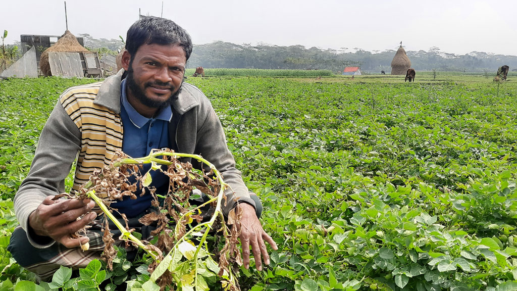 আলুখেতে পোকা, উৎপাদন কমার আশঙ্কা কৃষকের