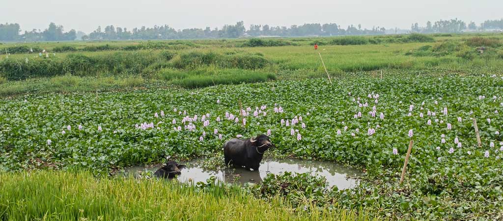 বৈশাখের প্রচণ্ড দাবদাহে মানুষের পাশাপাশি গবাদিপশুও। গরমে কিছুটা স্বস্তি পেতে পানিতে শরীর ভেজাচ্ছে দুটো মহিষ। রায়পুরা উপজেলার মেঘনার শাখা মরা নদী থেকে তোলা, নরসিংদী, ১৭ এপ্রিল ২০২৪। ছবি: হারুনূর রশিদ