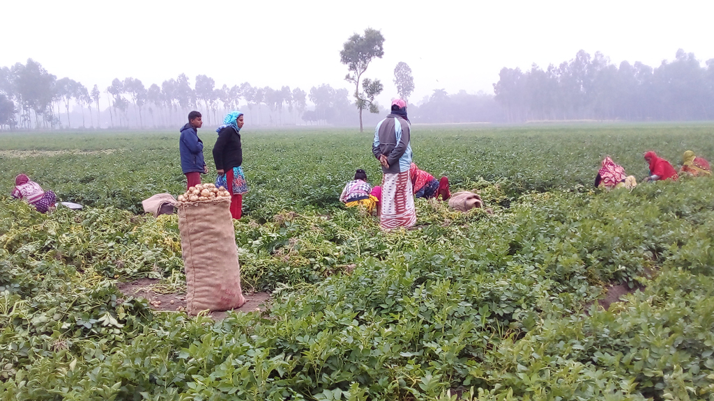 এক কেজি আলু ৫ টাকা