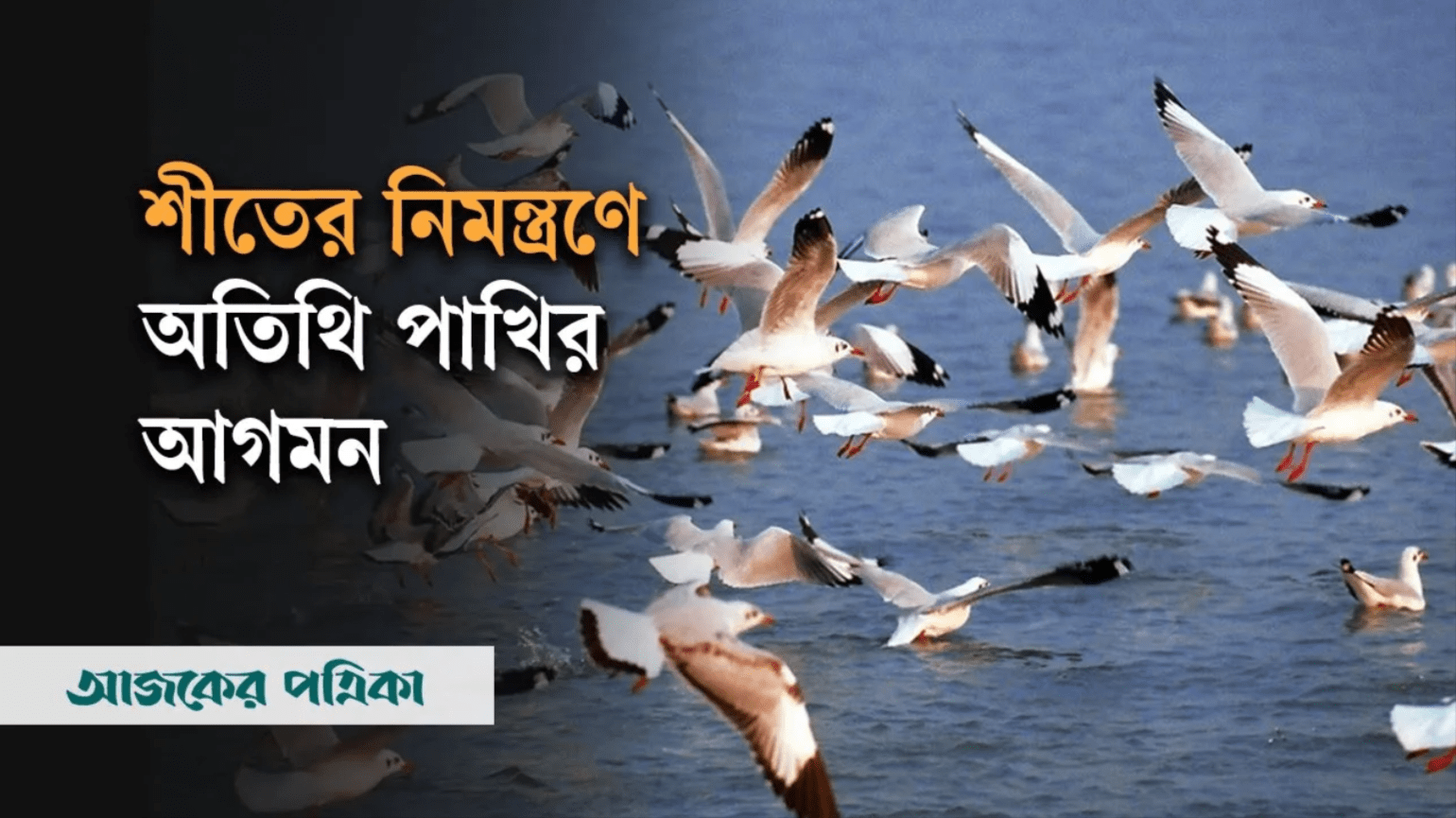 অতিথি পাখির কলোরবে মুখরিত চট্টগ্রামের আনোয়ারা