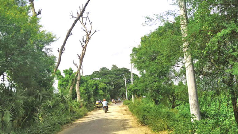 মরা গাছে সড়কে ঝুঁকি