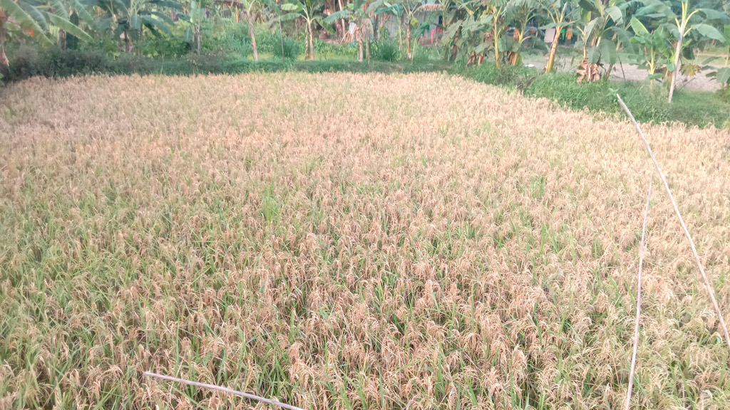 ব্লাস্টের আক্রমণে চাষির স্বপ্নভঙ্গ