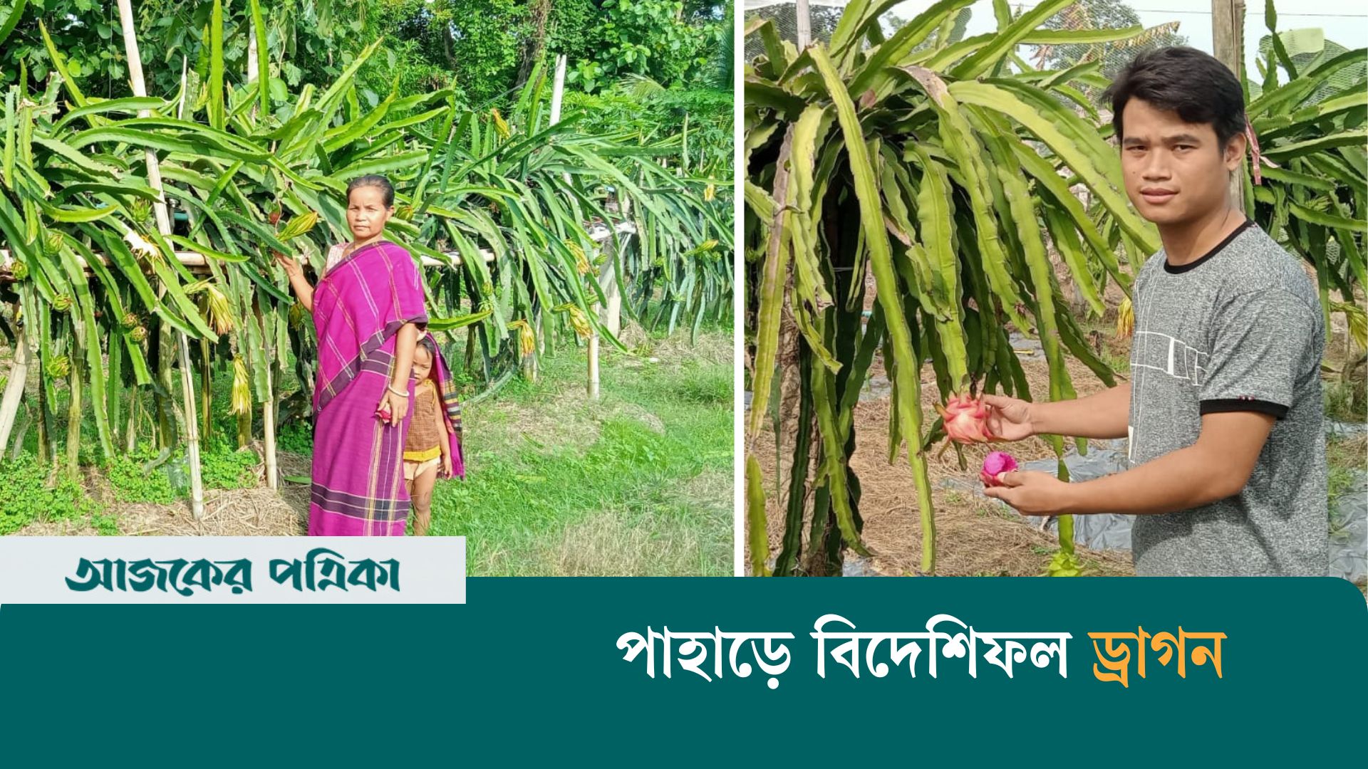 খাগড়াছড়িতে বিদেশি ফল ড্রাগন চাষের ব্যাপক সম্ভাবনা
