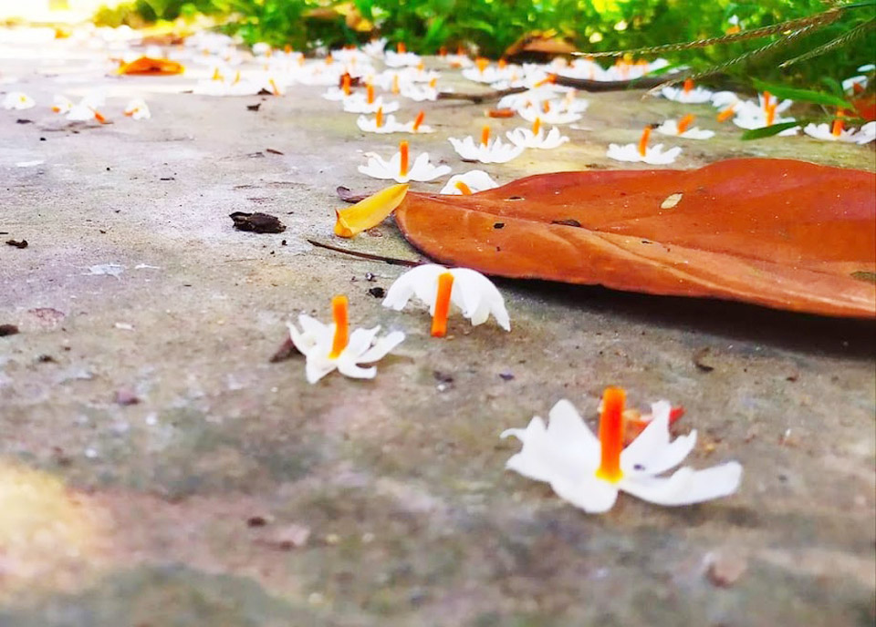 রাতে রূপের ডালি মেলে দেওয়া শিউলি ফুল ভোর হওয়ার আগেই ঝরে পড়ে। ভোরের আলোয় দৃশ্যমান হয় শিউলি বিছানো পথ। ঝরে পড়া ফুল গাছে থাকা ফুলের মতোই তরতাজা। ঘ্রাণটাও চমৎকার। ঘিওরের রাথুরা এলাকা, মানিকগঞ্জ, ২৩ অক্টোবর ২০২৩। ছবি: আব্দুর রাজ্জাক