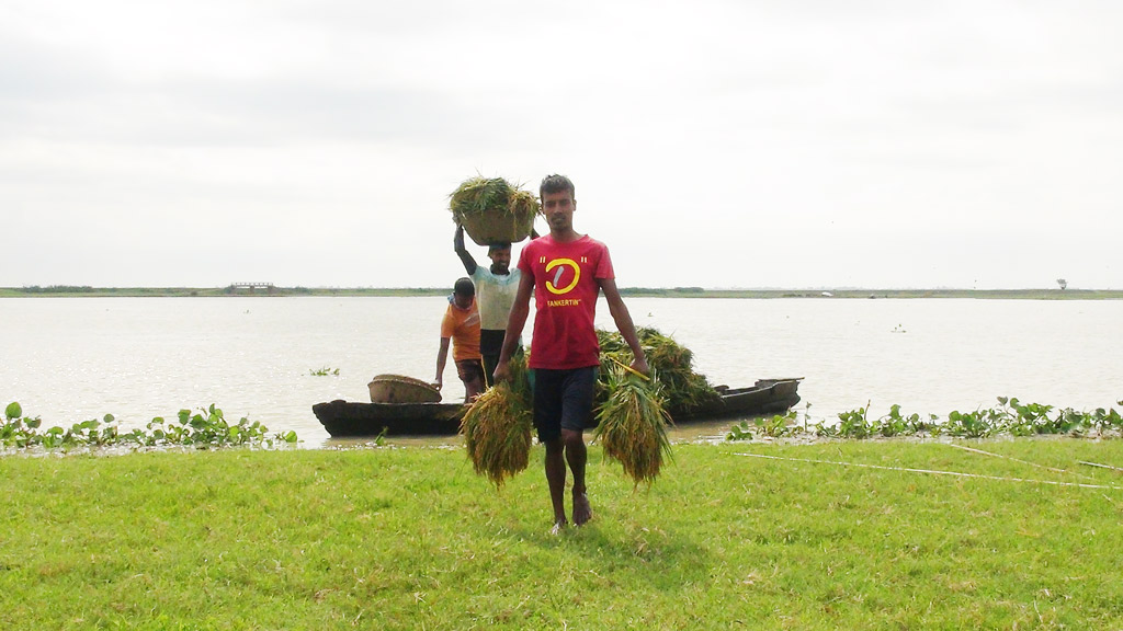 হাওরে আগাম শস্য চাষের পরিকল্পনা করছে সরকার