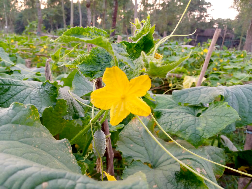 বাড়ন্ত গাছ। লকলকে কাণ্ড। তাতে ঝুলে আছে ফুল। ছোট আকারের কিছু শসাও ধরতে শুরু করেছে। হয়তো আর কয়েক দিন পরেই শোভা পাবে বাহারি রকমের শসা। কৃষকেরা বুকভরা আশা নিয়ে দিনরাত দেখাশোনা করছে গাছগুলোর। ভূঞাপুর, টাঙ্গাইল, ৪ ডিসেম্বর, ২০২১। ছবি: ফুয়াদ হাসান রঞ্জু