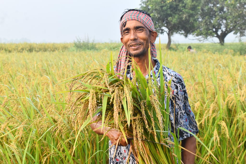 বরেন্দ্র অঞ্চলে জিরা ধান পেকে গেছে। কৃষকেরা সকাল থেকে ধান কাটছেন। হাসি মুখে কাটা ধান হাতে দাঁড়িয়ে আছেন এক কৃষক। গোদাগাড়ী উপজেলা রিশিকুল ইউনিয়ন চব্বিশ নগর স্টেশনে এলাকা থেকে তোলা, রাজশাহী, ২১ অক্টোবর ২০২৪। ছবি: মিলন শেখ