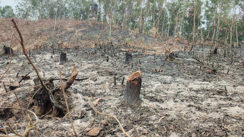 কক্সবাজারে বড় বড় গাছ কেটে পুড়িয়ে দেওয়া হয়েছে ৫টি পাহাড় 