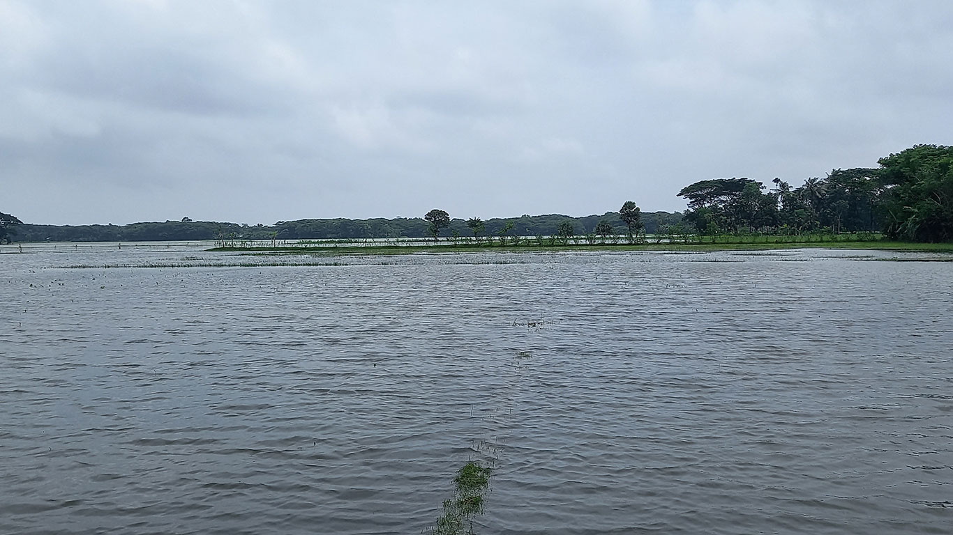 পানির নিচে আমনের বীজতলা, দুশ্চিন্তায় কৃষকেরা