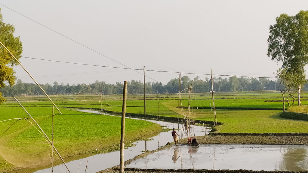 সংস্কার না করায় কয়ারখাল এখন কৃষকের অভিশাপ