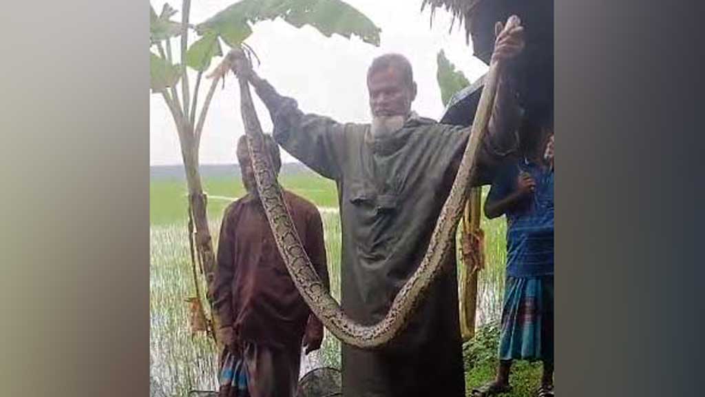 ধানখেতে জালে আটকা পড়ল ১০ ফুট অজগর