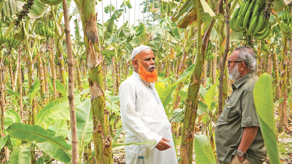 ঐতিহ্যের অমৃত সাগর
কলার রপ্তানি-সম্ভাবনা