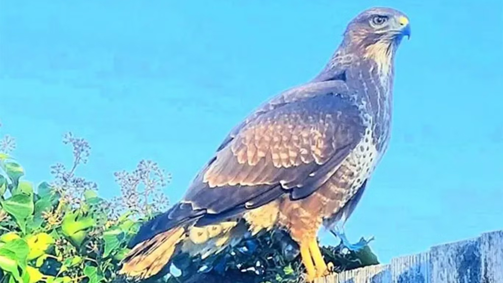 ইংল্যান্ডে সন্ত্রাসী এক বাজপাখির ভয়ে দিন কাটাচ্ছে স্কুলের বাচ্চারা
