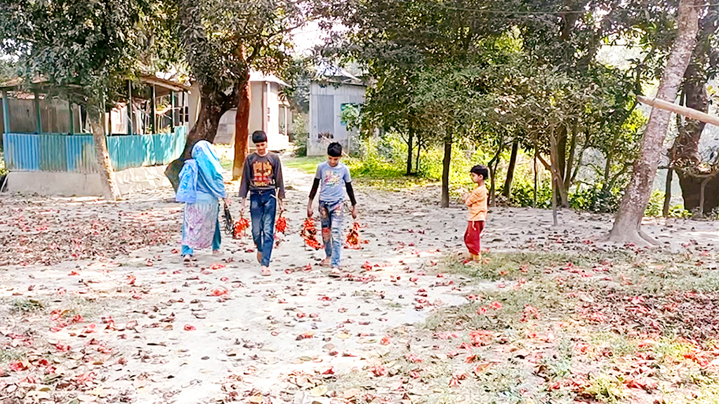 পাশাপাশি কয়েকটি শিমুল আর পলাশ গাছ। সেখানে থোকায় থোকায় ফুটে আছে পলাশ ও শিমুল ফুল। গাছ তলায়ও বিছানো অজস্র লাল ফুল। সেই ফুল নিয়ে খেলা করছে শিশুরা। ঘিওর উপজেলার বানিয়াজুরী ইউনিয়নের রাথুরা গ্রাম, মানিকগঞ্জ, ২৭ ফেব্রুয়ারি ২০২৪। ছবি: আব্দুর রাজ্জাক